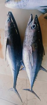 Sea Fishes Yellowfin Tuna Quality top Place of Origin Oman Packaging Details Frozen Ice filled with plastic - Rezq Integrated Investment company  - Oman