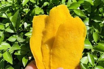 SOFT DRIED MANGO from Sunrise Ins Vietnam SOFT DRIED MANGO – product photo, Dried Sea Mango products found from trusted suppliers, wholesalers, manufacturers & exporters Listing