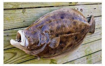 Premium Fresh Flounder (500G) Texture White, Chewy Meat Flavor Sweet And Fatty Skin Color Change Can Change Color Color Black Spots All Over The - Vietfood - Vietnam