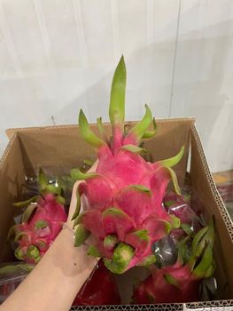 Dragon Fruit from Công Ty CỔ PHẦN TM-DV HAVILA Dragon Fruit – product photo, Organic Dragon Fruit products found from trusted suppliers, wholesalers, manufacturers & exporters Listing