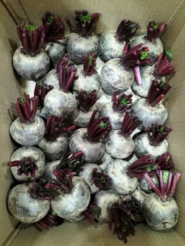 ORGANIC BEETROOT Packing Size 10 Kgs/box Tuber Count Per Kilogram 4 To 5, 5 To 6, 7 To - Công Ty CỔ PHẦN TM-DV HAVILA - Vietnam