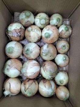 ORGANIC WHITE ONION