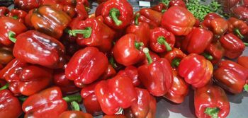 ORGANIC BELL PEPPER Packing Size 10 Kgs/box Tuber Count Per Kilogram Range 4 To 5 Tubers/kgs, 6 To 7 Tubers/kgs, 8 To 9 - Công Ty CỔ PHẦN TM-DV HAVILA - Vietnam