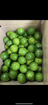 Seedless Lime - Công Ty CỔ PHẦN TM-DV HAVILA - Vietnam