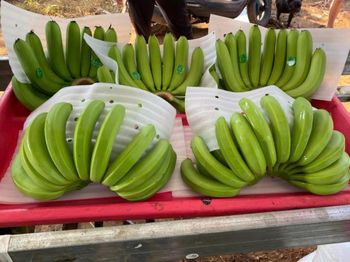 FRESH BANANA from HUVY IMPORT EXPORT CO.,LTD FRESH BANANA – product photo, Fresh Banana Leaf products found from trusted suppliers, wholesalers, manufacturers & exporters Listing