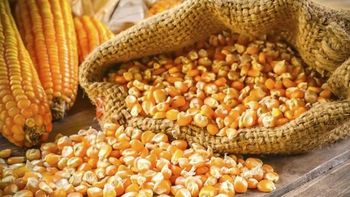 High quality dried yellow corn kernels from Vietnam - AI NGUYEN COMPANY LIMITED - Vietnam