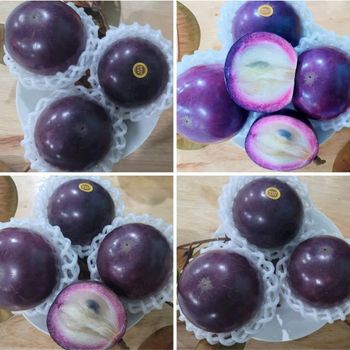 Premium Star Apple - Sweet & Creamy Tropical Delight Origin Vietnam Texture Soft And Creamy Weight Approx. 350-500g Per - TTB IMPORT EXPORT CO.,LTD - Vietnam