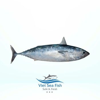 Bullet Tuna – product photo, Canned Tuna Salad products found from trusted suppliers, wholesalers, manufacturers & exporters Listing