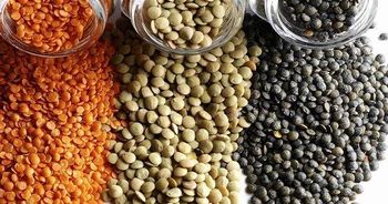lentils - LLC MTK, Dmitry - Russian Federation
