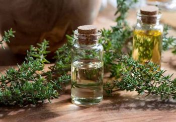 Shirazi thyme oil Antifungal Activity Present Thymol Concentration 30–70% Organic Certification Organic Antibacterial Activity - Business-3p - Vietnam