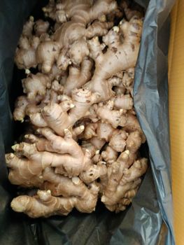 High Quality Fresh Ginger from Thailand (competitive price at both wholesale/ retail) with low MOQ – product photo, Ginger products found from trusted suppliers, wholesalers, manufacturers & exporters Listing