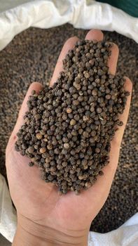 pepper - 泛东国际供应链 - China