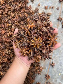 Star anise Packaging cartons Shelf Life 2 years Max. Moisture (%) - 泛东国际供应链 - China