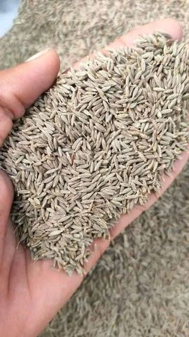 Indian Cumin Spices Grade Aa Hs Code 09093129 Moisture Content Max 10% ...