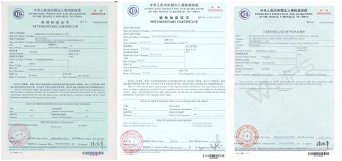 Phytosantiary Certificate certificate from Hebei Shuangxing Seeds Co., Ltd.