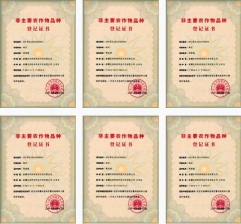 Certification certificate from Yantai Lvye Tianyuan Seed Industry Co., Ltd
