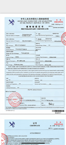 Phytosanitary certificate of Yunnan Millions Flower Co.,ltd – certificate photo, supplier certificates section