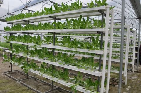 PVC Channel Indoor Agricultural Greenhouse Channel Color White Layer ...