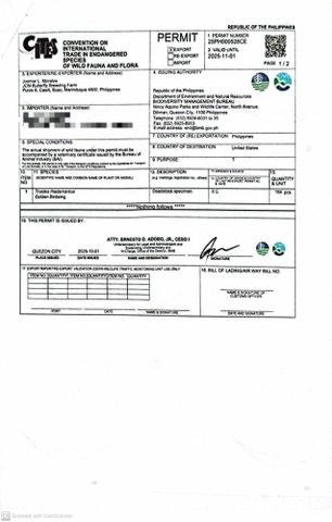 Cites permit certificate from JCM BUTTERFLY BREEDING FARM
