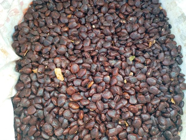 Tamarind Seed - Image 9