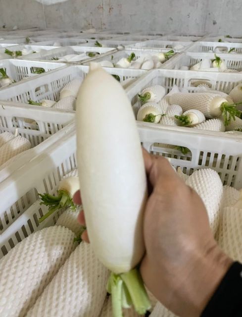 white radish Color White Texture Crisp, Juicy Weight 0.5–2kg Per Piece Origin Premium Planting Areas In China Logistics Reliable Cold-chain Logistics - Image 3