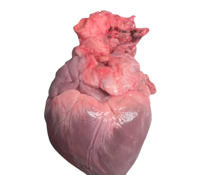Fresh Frozen Pork Heart Selected For International Meat Distribution And Wholesale Buyers Requiring Reliable Frozen Pork Heart - Image 4