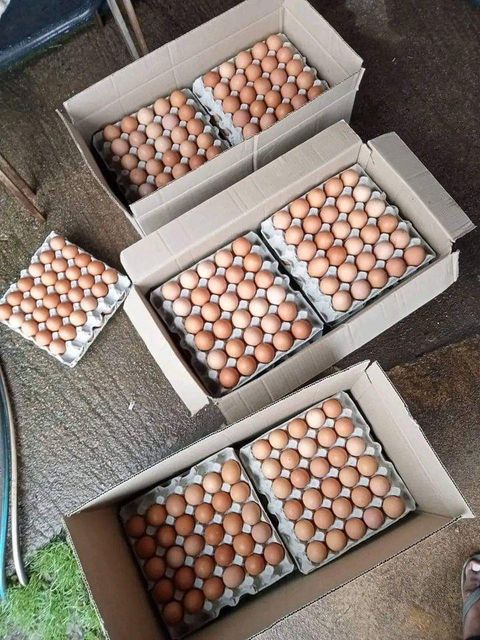 Fresh Brown Table Eggs Chicken Eggs / Fresh Chicken Table Eggs Brown and White - Image 5