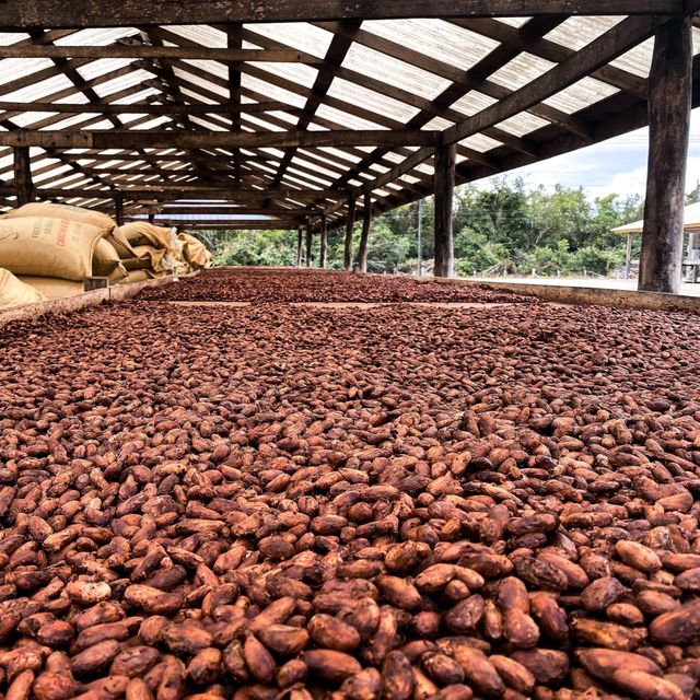 Raw Cocoa bean offered at factory price Cocoa bean from trusted farms ensuring rich taste and aroma - Image 3