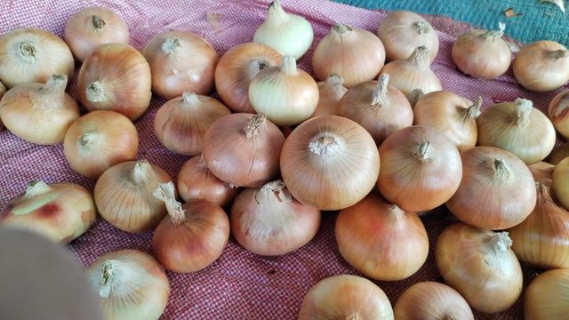 Onion Grade A Size 50:90 Type Red,Yellow Place of Origin Egypt Packaging 20Kg,25Kg,50Kg, jumbo - Image 5