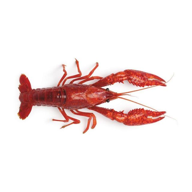 Hot Sell Soft Bionic Artificial Lobster Fishing Lure Crawfish Shrimp Fishing Soft Plastic Prawn Lure Hot Sell Soft Bionic Artificial Lobster Fishing Lure Crawfish Shrimp Fishing Soft Plastic Prawn Lure Hot Sell Soft Bionic Artificial Lobster Fishing Lure Crawfish Shrimp Fishing Soft Plastic Prawn Lure - Image 4