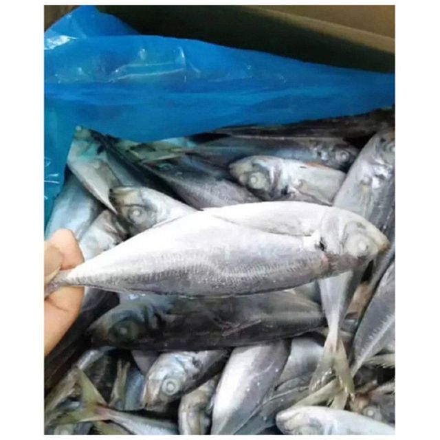 Frozen Horse Mackerel /Pacific/Indian/Atlantic Mackerel fish for competitive rates - Image 4