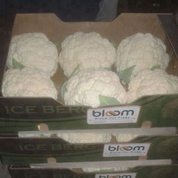 Fresh Cauliflower Style Fresh Weight (kg) 7 Address Egypt Brand Name Bloom Type CAULIFLOWER Certification iso Storage Type - Image 1