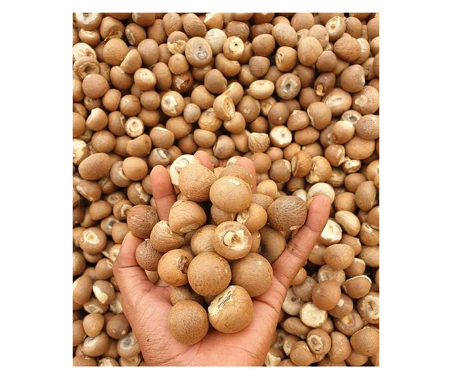 Whole Dried Betel Nut (Areca Nut) - Grade A (80+ 90-95% Good Quality) - Low Moisture - Origin Indonesia - Image 1