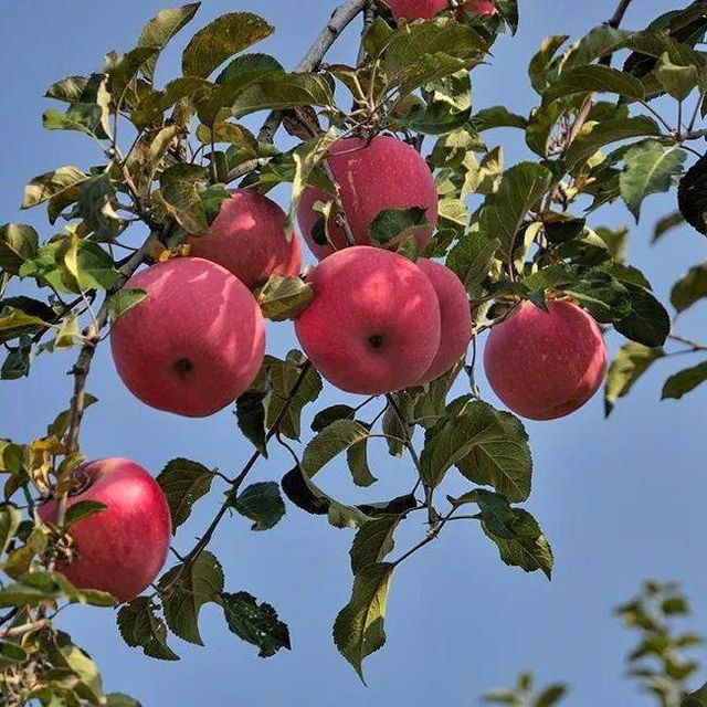 Yantai Keyrise Fresh Fuji Apple supplier from China - Image 3