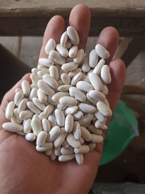 WHITE KIDNEY BEANS Grade AA Crop Year 2025 Origin Tanzania Type WHITE BEANS Packaging 50KG BAGS Max. Moisture (%) 12 Shelf Life 24 MONTHS - Image 2