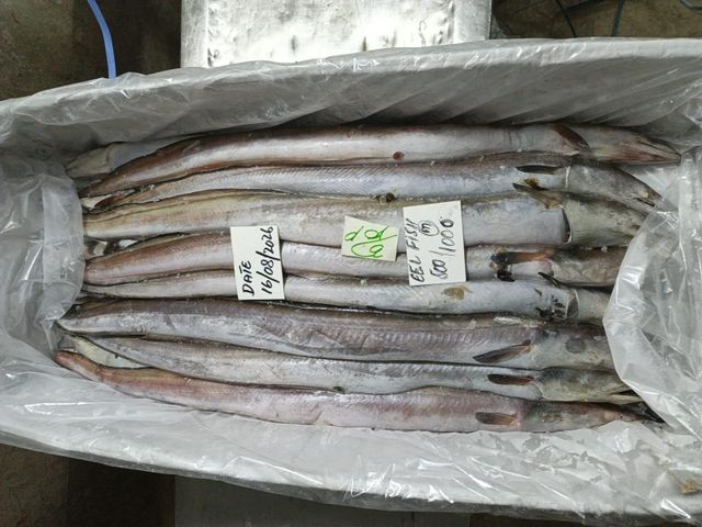 FROZEN EEL FISH - Image 4