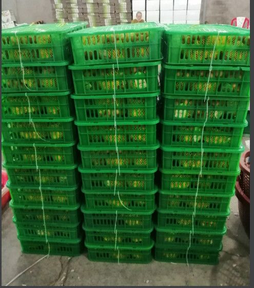 CUSTOMIZED BRAND LONGAN / BEST QUALITY FOR WHOLESALE / QUICK RESPONSE AND CHEAP PRICE EU QUALIFIED READY TO EXPORT - Image 4