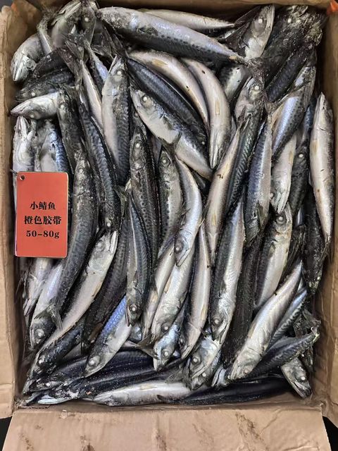 Tilapia, Pacific Mackerel - Image 3