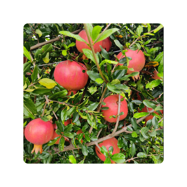 Whole New Season For Fresh Pomegranate Premium Quality with cheap Price Natural Healthy Fruits - Image 3