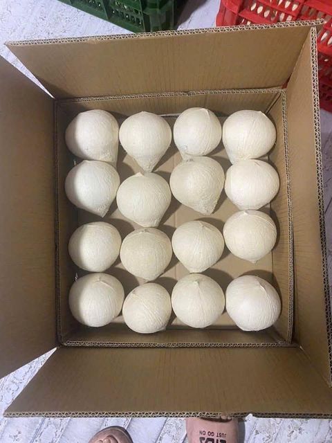 Coconuts Organic Yes Origin Ben Tre, Vietnam Degree of Processing Dried, Fresh, Other Form Diamond Cut, Easy-Open, Flakes, Grated, Husked Coconut, White Coconut (Fully Trimmed), Whole - Image 3