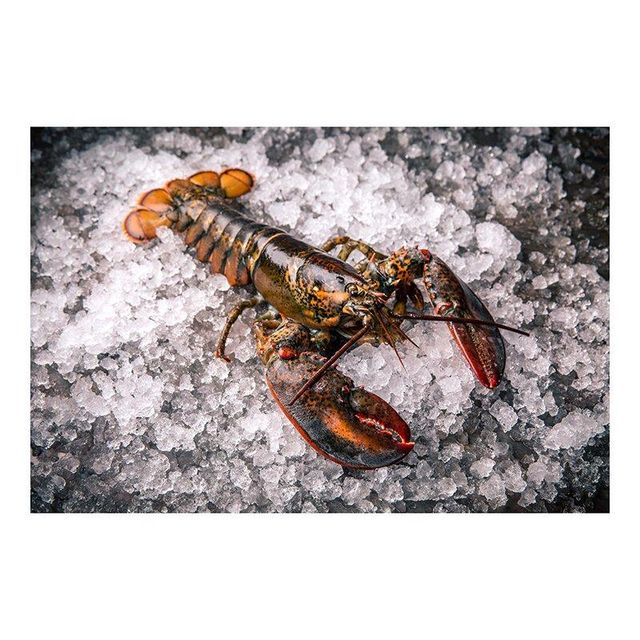 Premium quality raw whole lobster prepared for bulk buyers with fast delivery - Image 3