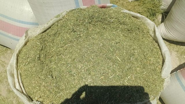 Quality Alfafa Hay for Animal Feeding Stuff Alfalfa - Alfalfa Hay /Alfalfa Hay pellets - Image 4