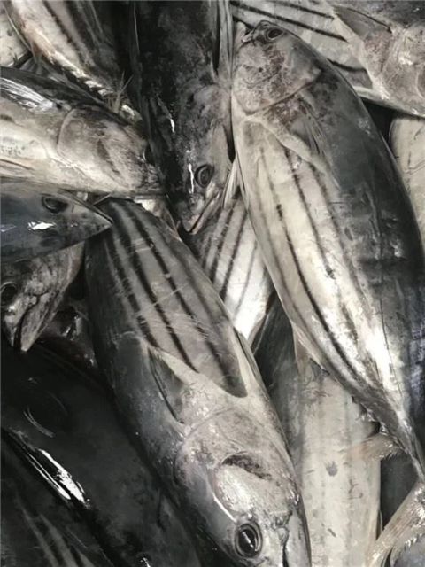 Skipjack Tuna - High Quality Frozen Seafood - Image 1