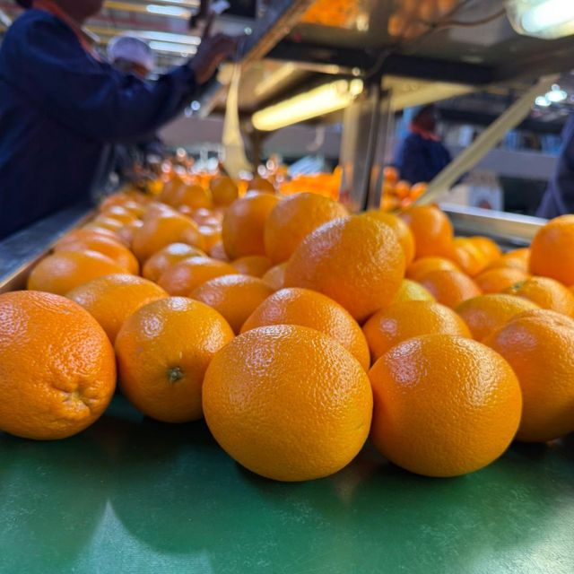 FRESH MIDKNIGHT VALENCIA ORANGE FOR SALE!! CLASS 1 EXPORT QUALITY MIDKNIGHT VALENCIA ORANGES FOR EXPORT – product photo 1, product detail gallery