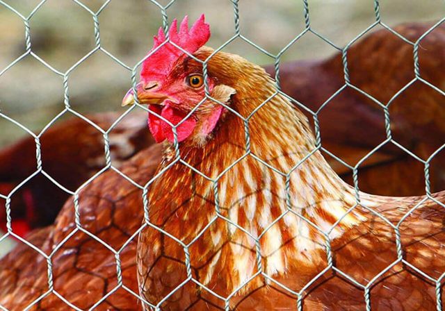 Galvanized Hexagonal Wire Mesh Chicken Mesh Rabbit Nettin Length > 100 m Surface Coated Ventilation Good Hole Size 1.2 Inch - Image 5