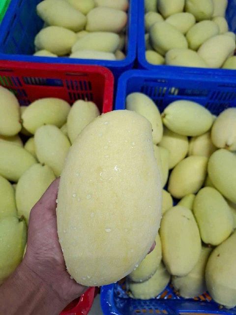 Fresh Mango Sorting Clean Texture Crunchy Grading Uniform Color Fresh Green Flavor Mild Sweetness Packing 5kg Net Carton - Image 5