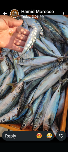 Frozen Mackerel - Image 3