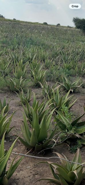 ALOEVERA GEL Texture Gel Purity High - Image 4