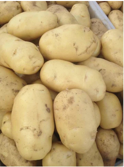 Yellow Potatoes Organic Fresh Potatoes. Fresh potato price in China/potato wholesale price/sweet potato price ton. - Image 3