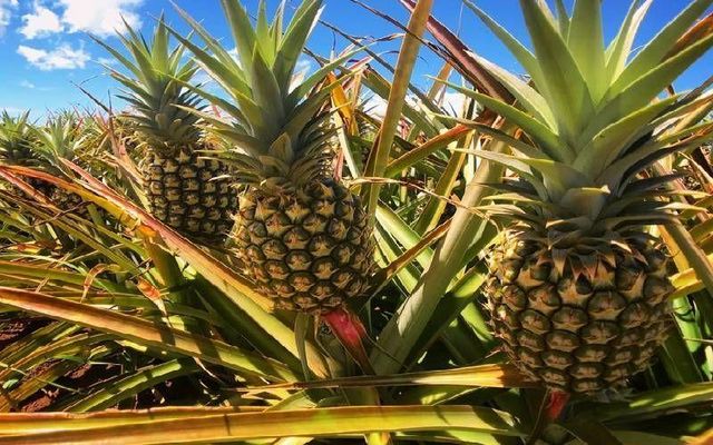 Premium Fresh Kenyan Pineapple – Export Quality | 12kg Box - Image 2